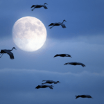Cranes at flight during a full moon while migrating.