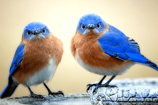 Blue Birds - Birds by Color - North American Blue Birds - Birds of North  America