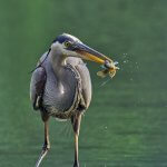 Great Blue Heron with fish. Photo by Paul Danese, CC BY-SA 4.0