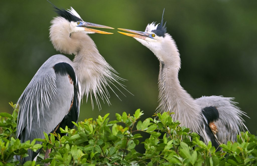 Great Blue Herons by FloridaStock, Shutterstock