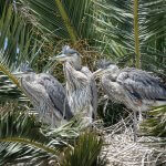 Immatures Great Blue Herons in nest. Photo by Mike's Birds, CC BY-SA 2.0