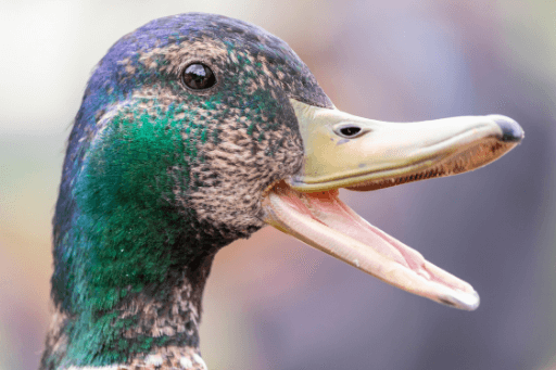 Do ducks have teeth? No, although their lamellae sometimes appear tooth-like.