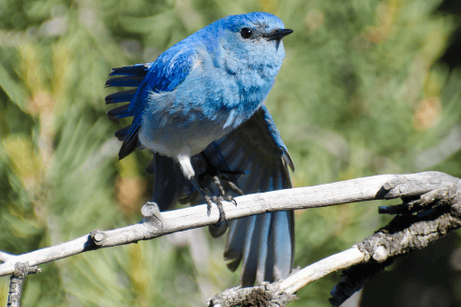 Mountain Bluebird taking flight.