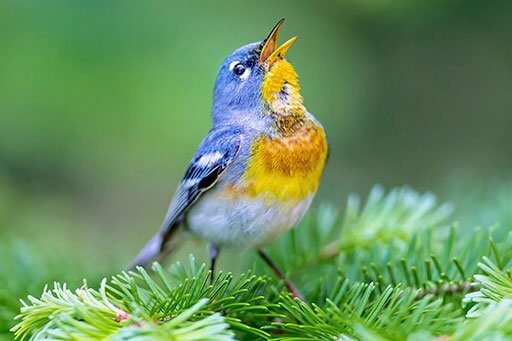 Northern Parula singing after navigating to it summer grounds.