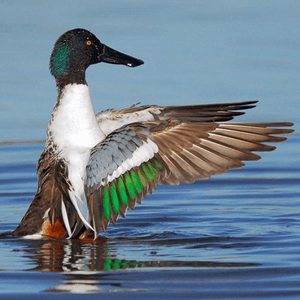 Northern Shovelers, like all ducks, do not have teeth