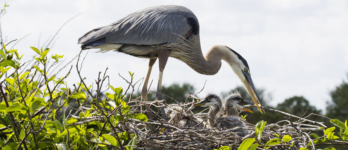 Great Blue Heron feeding chicks by Spark Dust, Shutterstock