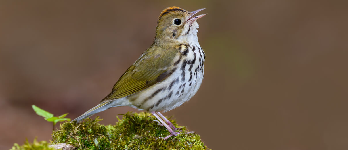 Ovenbird singing. Photo by FotoRequest, Shutterstock.
