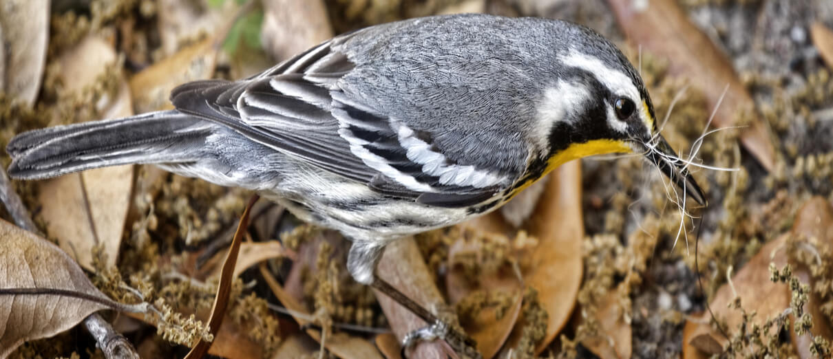 Yellow-throated Warbler gathering nesting material. Photo by Phil Doherty, Shutterstock.