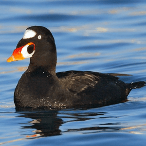 Surf scoters are ducks that do not have teeth, they have lamellae. 