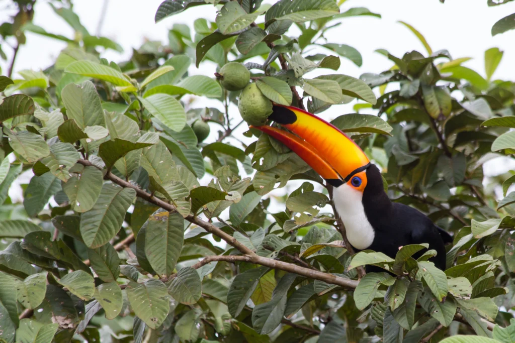 Toco Toucan eating guava. Photo by Luciano Queiroz, Shutterstock.