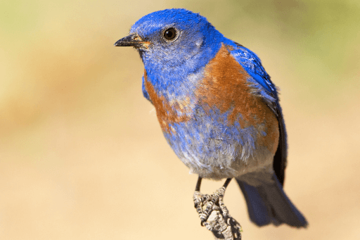 Picture of Western Bluebird.