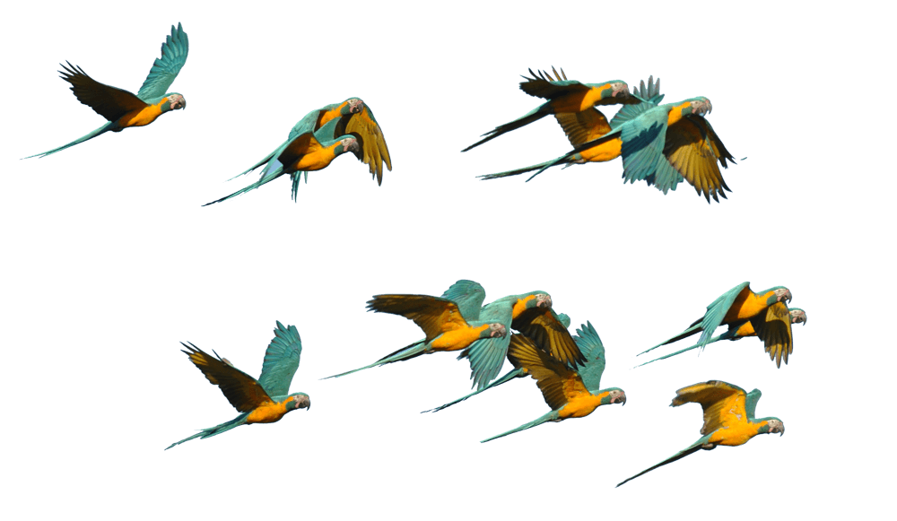 Blue-throated macaws flying