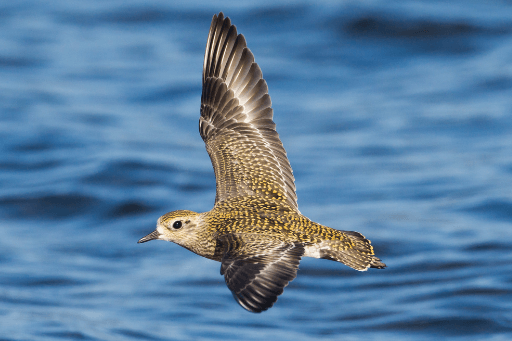American Golden Plovers migrate on a circuitous route, unlike other birds that use a singly flyway.