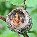 American Redstart nest with chicks. Photo by Karel Bock, Shutterstock.