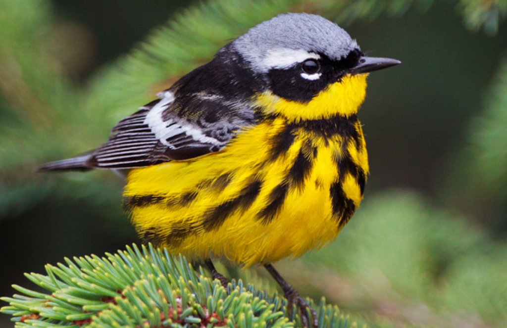 Magnolia Warbler. Photo by Jacob Spendelow.