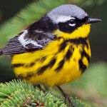Magnolia Warbler. Photo by Jacob Spendelow.