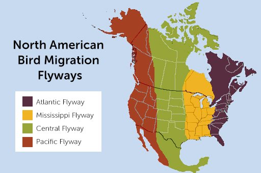 Map of North American migratory bird flyways 