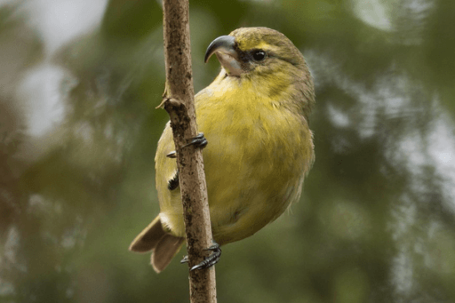 The Kiwikiu is a rare endangered hawaiian bird