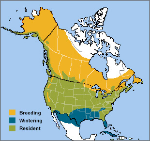 Mallard - American Bird Conservancy
