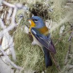 Northern Parula at nest. Photo by Julie L. Brown.