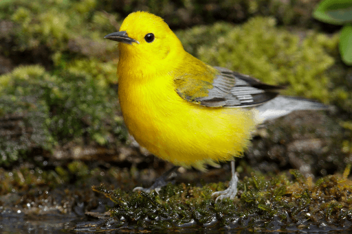 Prothonotary Warbler, on of the many species found within the Mississippi Flyway. 