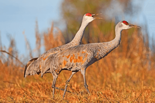 Sandhill Cranes use the Central Flyway for migration.