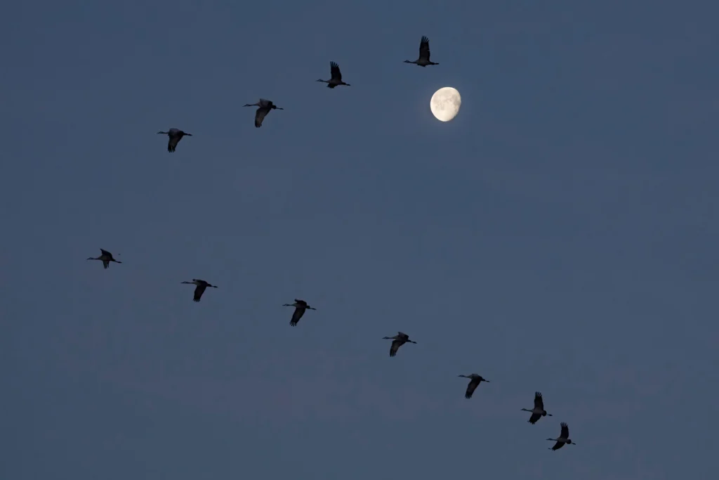 Sandhill Cranes flying at night. Photo by Danita Delimont, Shutterstock.
