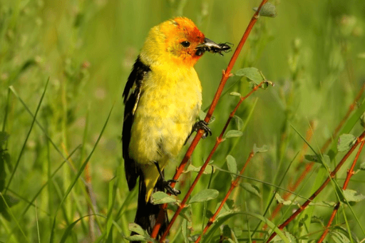 Western Tanagers are on of the many bird species that travel within the Pacific Flyway.