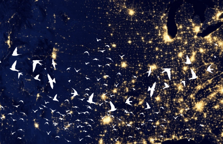 Representative flying bird silhouettes over U.S. lights at night.