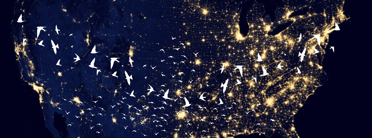 Representative flying bird silhouettes over U.S. lights at night. 