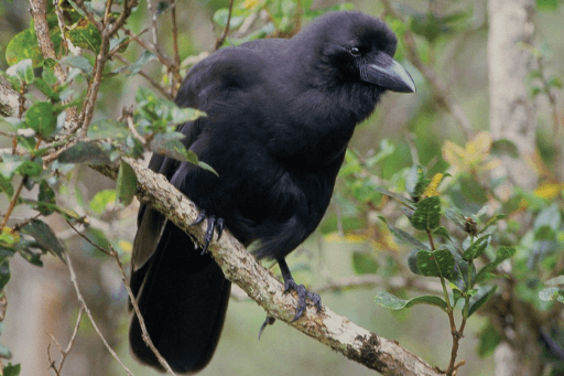 The ‘Alala is an endangered Hawaiian bird