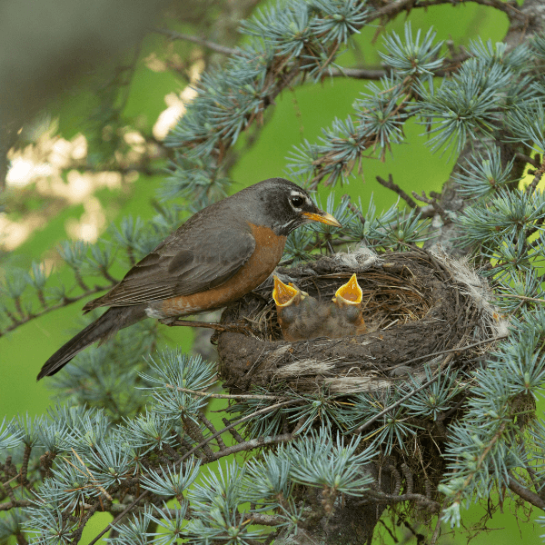 How to Help Chicks and Fledglings This Breeding Season - American Bird ...