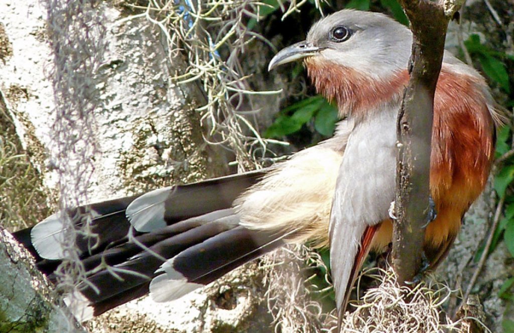 Bay-breasted Cuckoo. Photo by Cesar Abrill