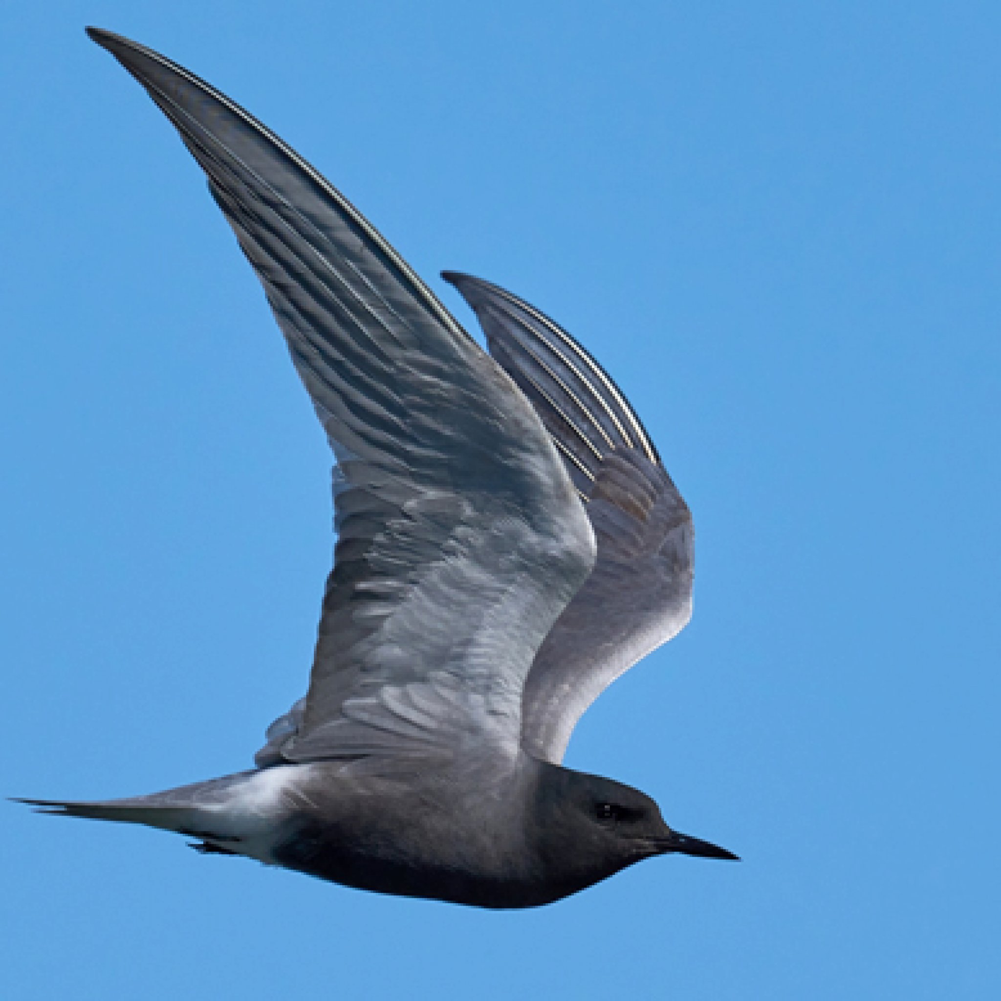 Black Tern - American Bird Conservancy