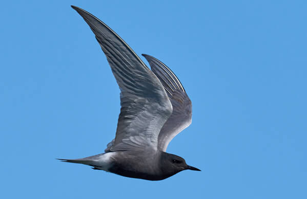 Black Tern - American Bird Conservancy