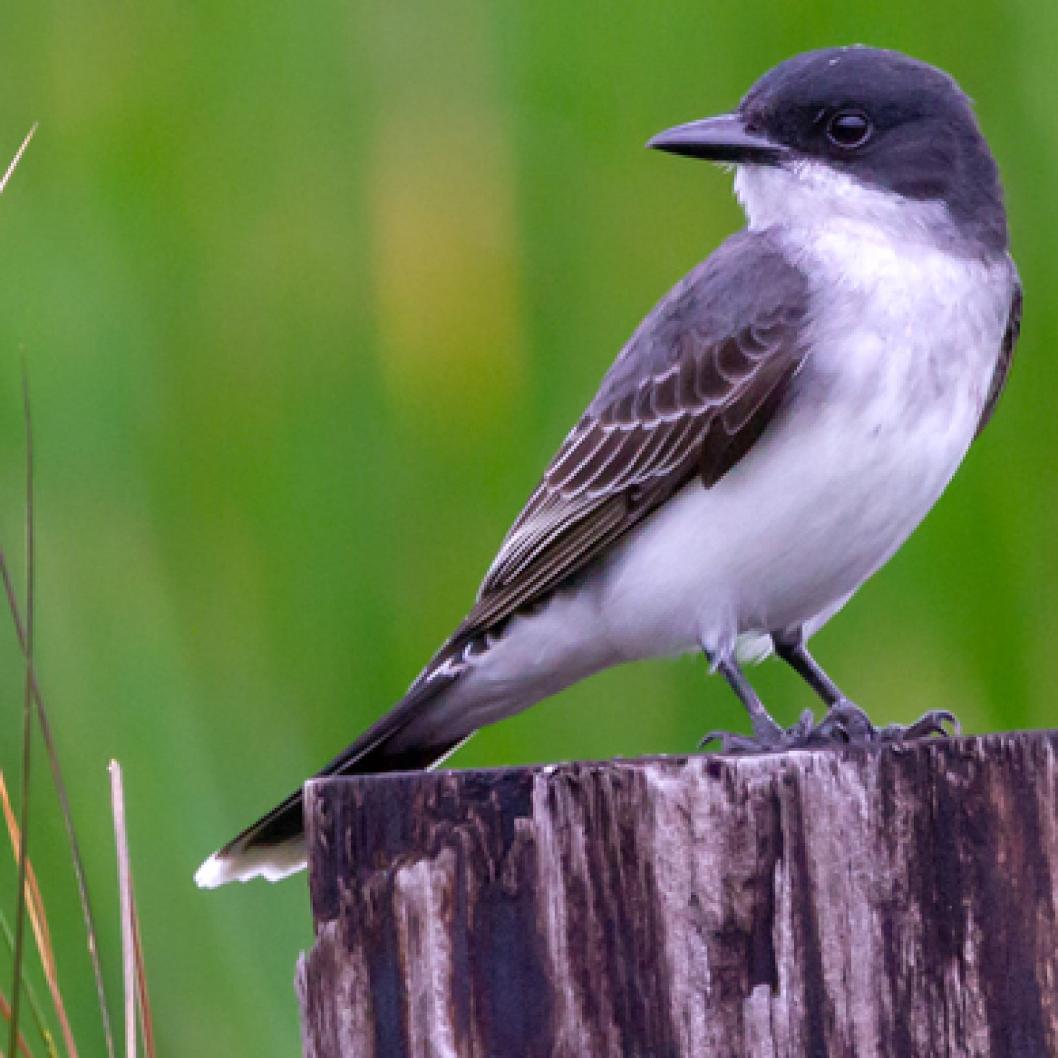 Eastern Kingbird - American Bird Conservancy