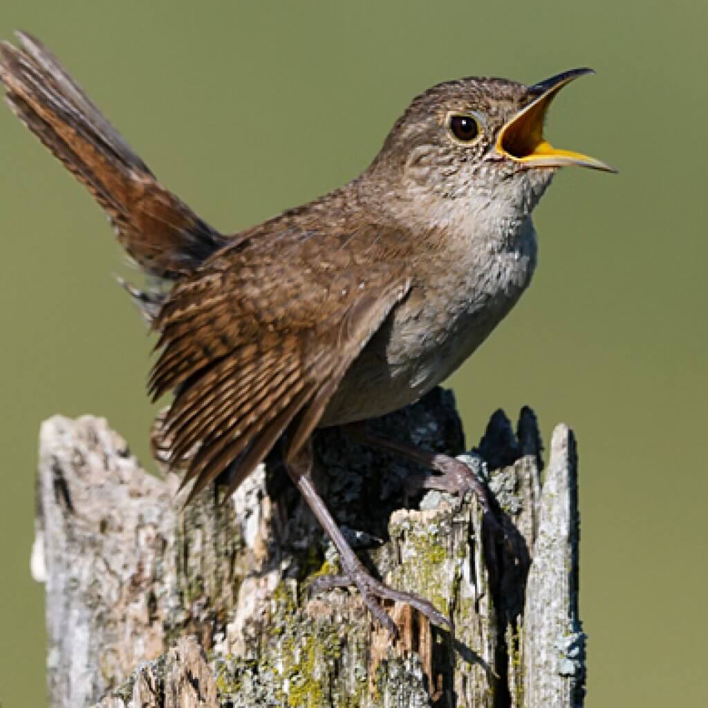 House Wren - American Bird Conservancy