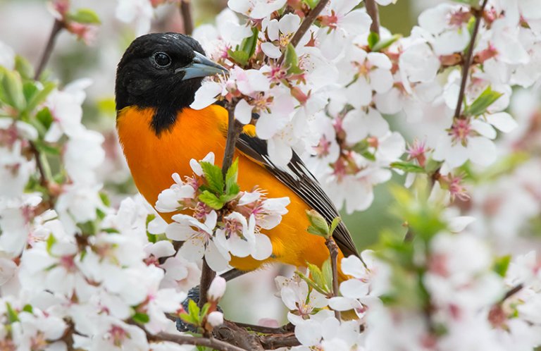 Baltimore Oriole