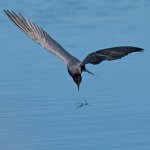 Black Tern hawking dragonfly prey. Photo by Dennis Jacobsen, Shutterstock.