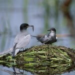 Black Terns in nest. Photo by BMJ, Shutterstock.