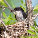 An Eastern Kingbird feeding young. Photo by Daniel Zuckerkandel, Shutterstock.