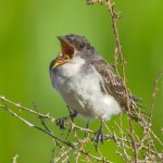 Eastern Kingbird fledgling. Photo by Chase Danimulls, Shutterstock.