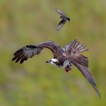 Eastern Kingbird harassing an Osprey. Photo by FotoRequest, Shutterstock.