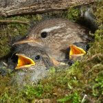 House Wren in nest with young. Photo by FJAH, Shutterstock.