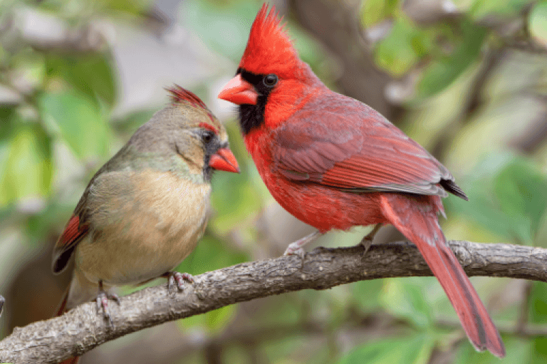 Birds of Virginia: Backyard Birds - American Bird Conservancy