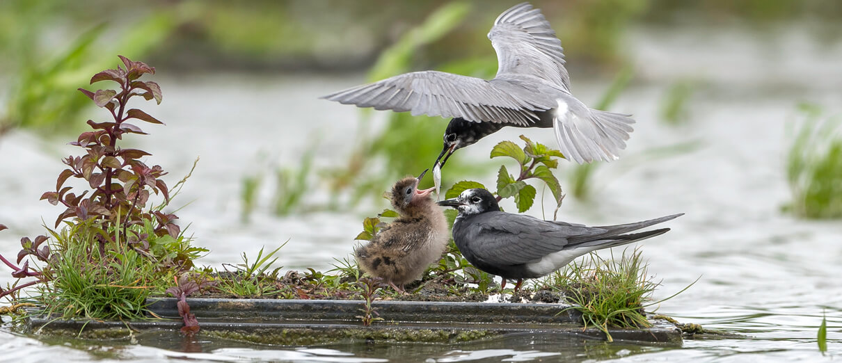 Black Terns bringing food to young. Photo by Ward Poppe, Shutterstock.