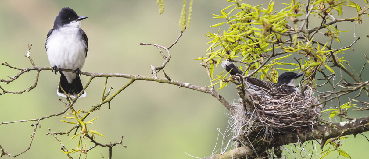 Eastern Kingbird pair, with female on nest. Photo by Wirestock Creators, Shutterstock.
