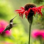 Ruby-throated Hummingbird