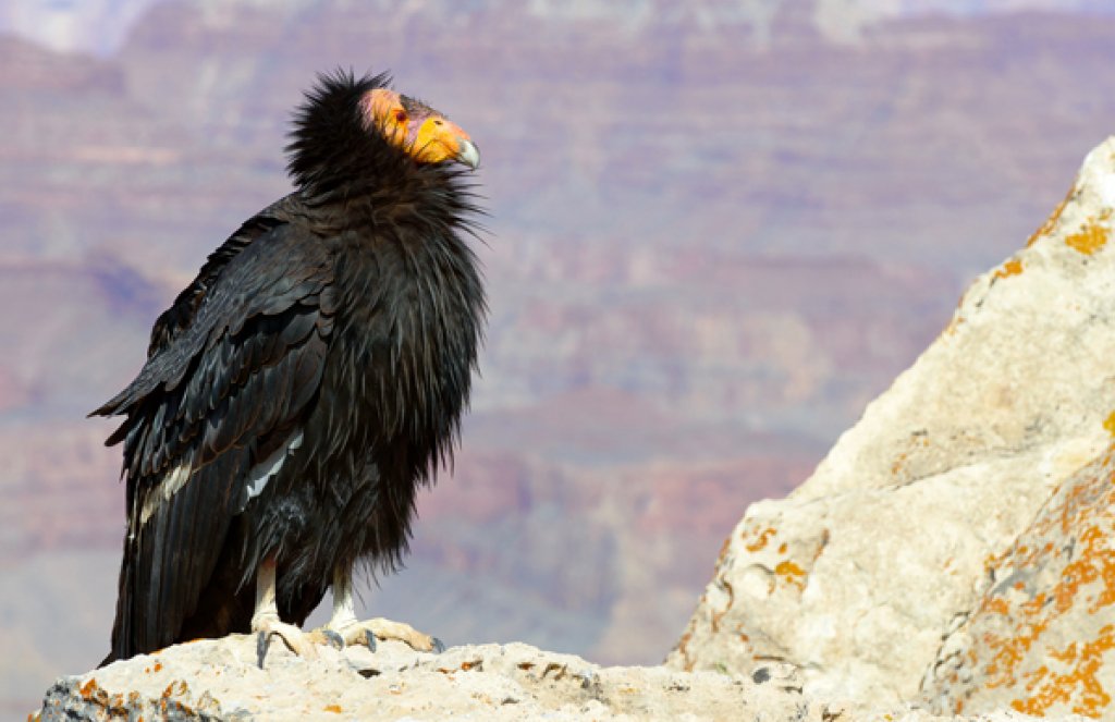 California Condor. Photo by kojhirano, Shutterstock.