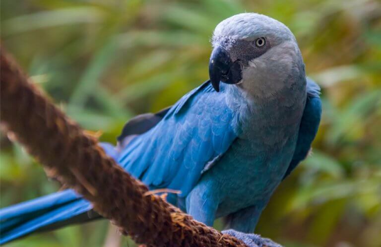 Spix's Macaw. Photo by Danny Ye, Shutterstock.